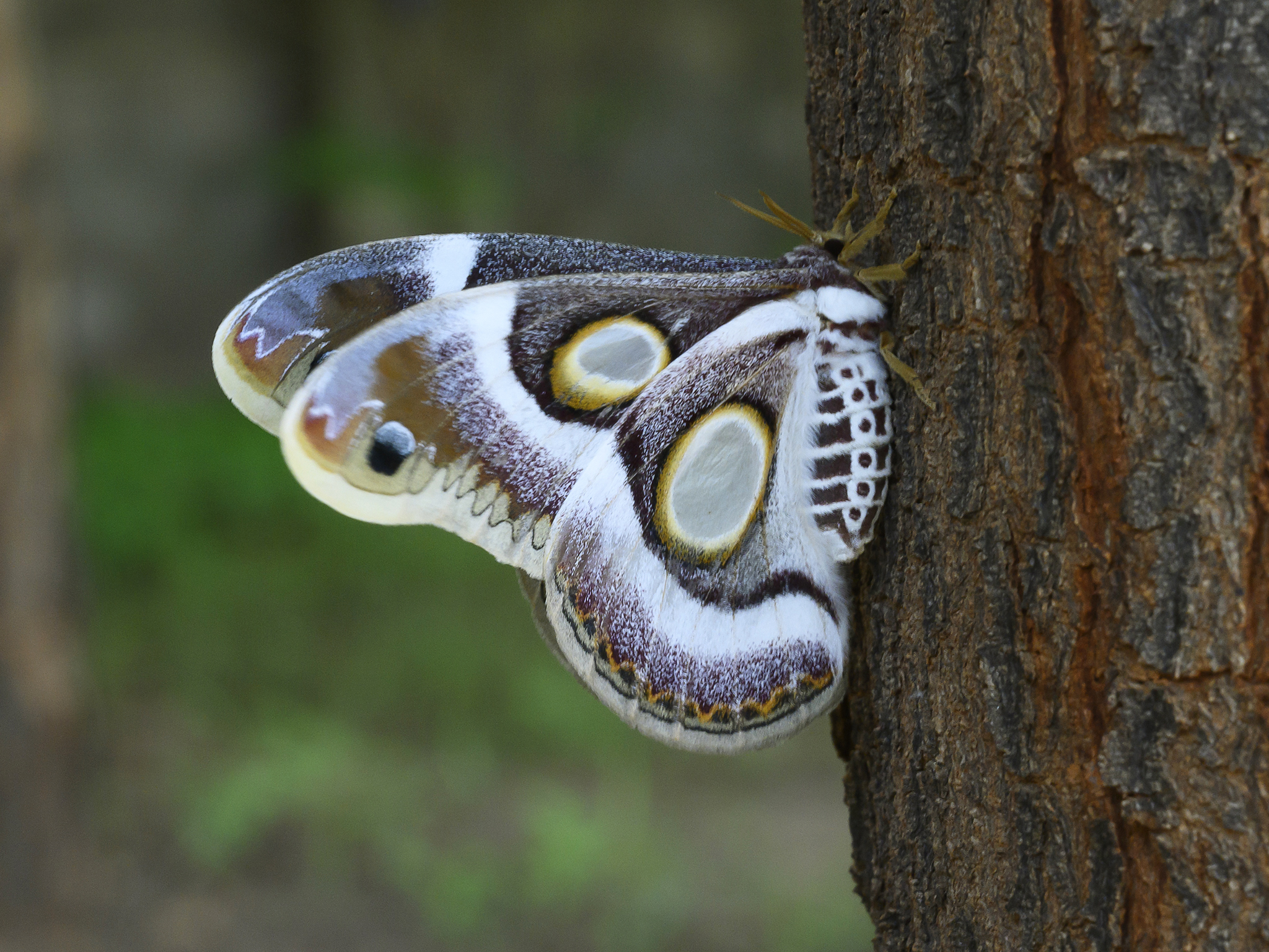 Atlas Moth Photo